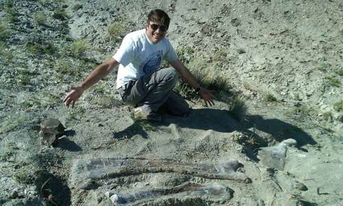 A man kneels behind two sauropod bones in the ground.