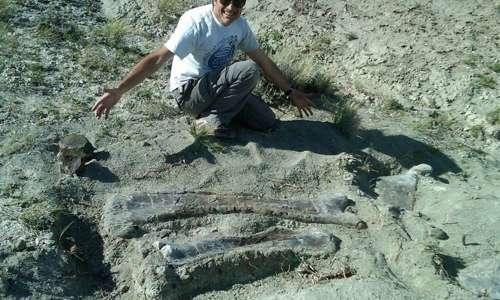 A man kneels behind two sauropod bones in the ground.