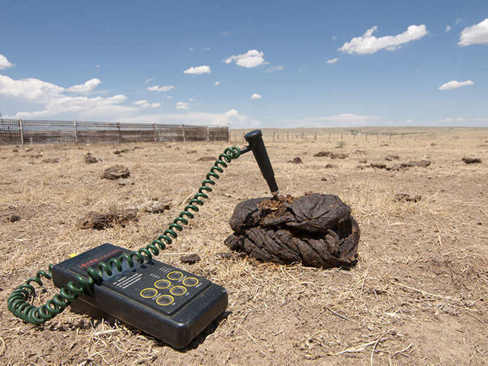 a large pile of bison dung in a field with a probe attached to it and a monitor sitting on the ground