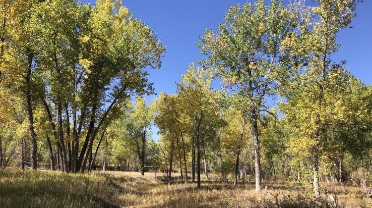 A photo of a lightly forested area at Bluff Lake Nature Center