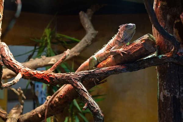 Iguana on a Tree branch