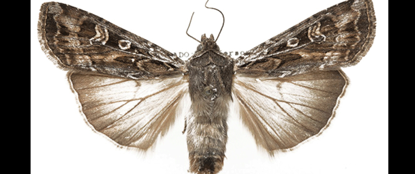 Miller Moths and Their Annual, Strenuous Migration Denver Museum of