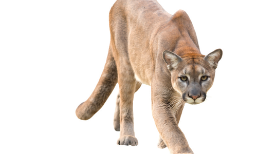 Mountain lion prowling against a white background