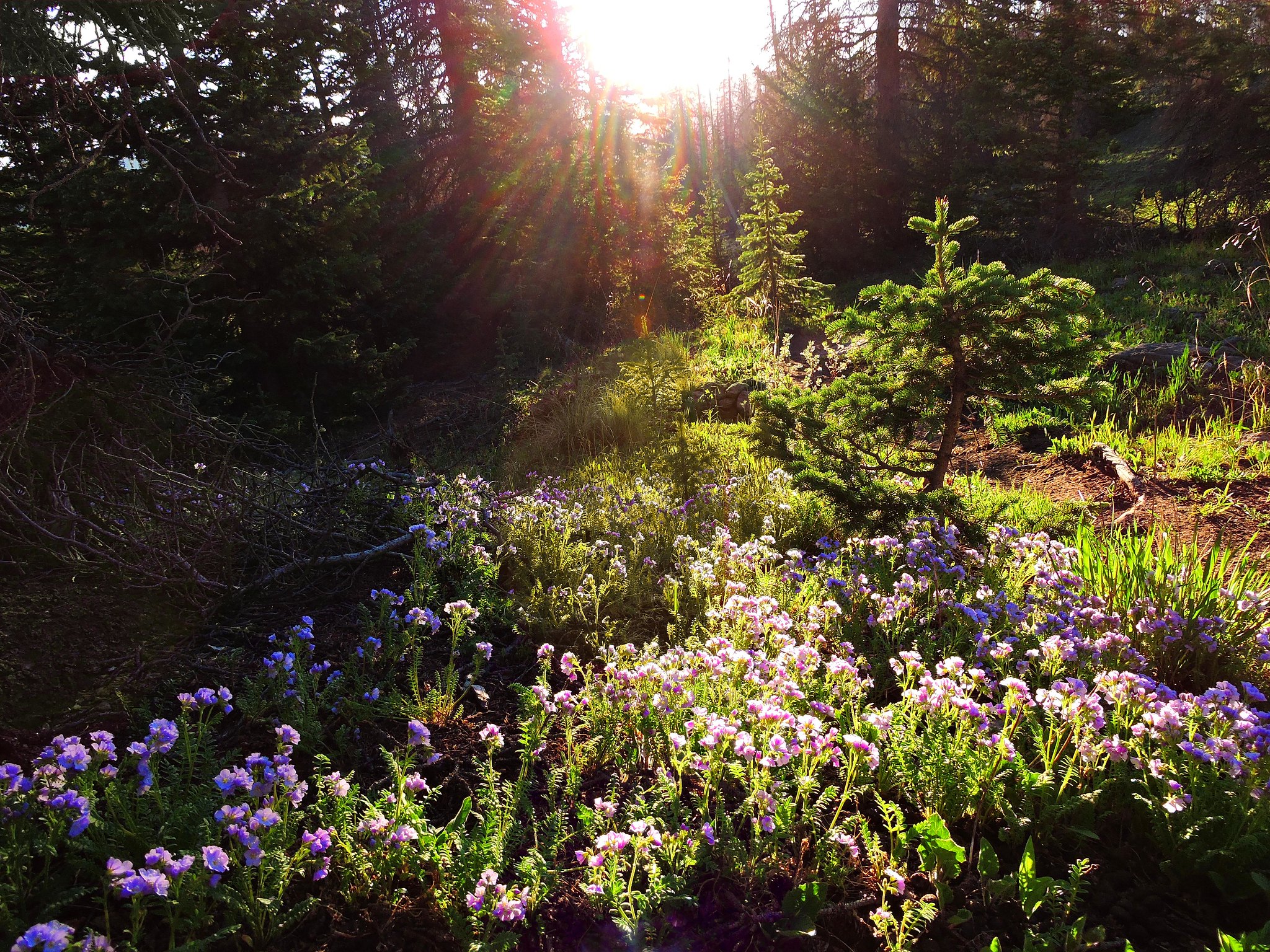 A photo of wildflowers at Great Sand Dunes