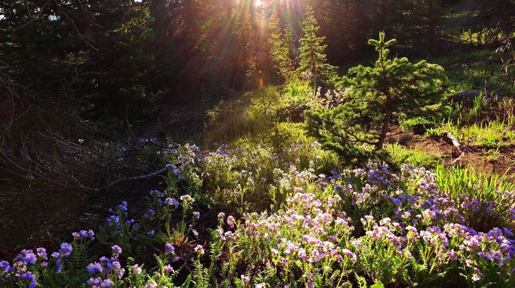 A photo of wildflowers at Great Sand Dunes