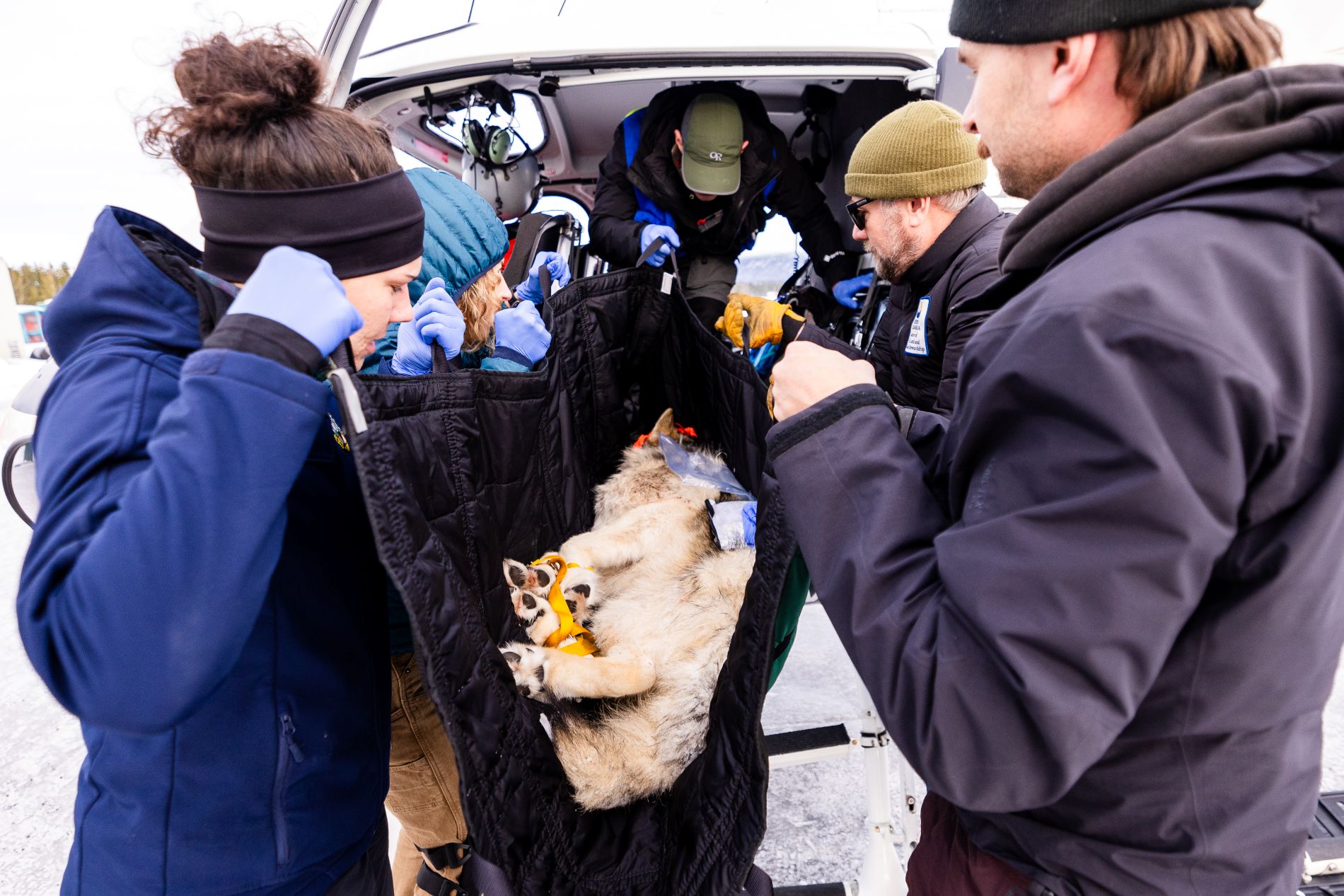 2025 CPW Wolf Restoration 12