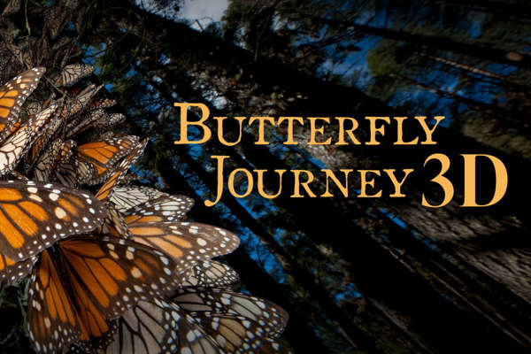Butterfly Journey 3D graphic
