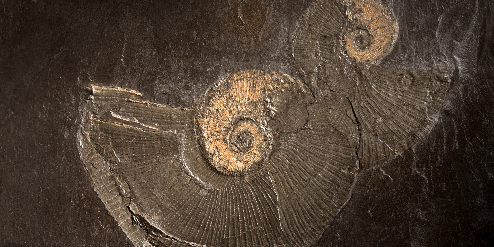 dark brown stone with the imprints of fossilized nautilus showing through