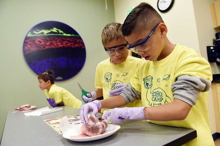 Two boys in yellow shirts collaborate on a heart dissection, focused and engaged in their work.