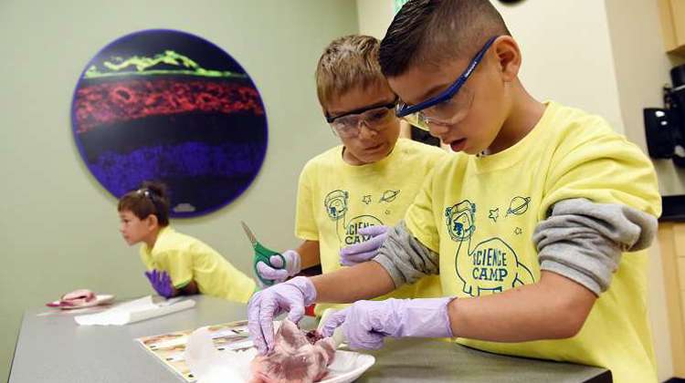 Two boys in yellow shirts collaborate on a heart dissection, focused and engaged in their work.