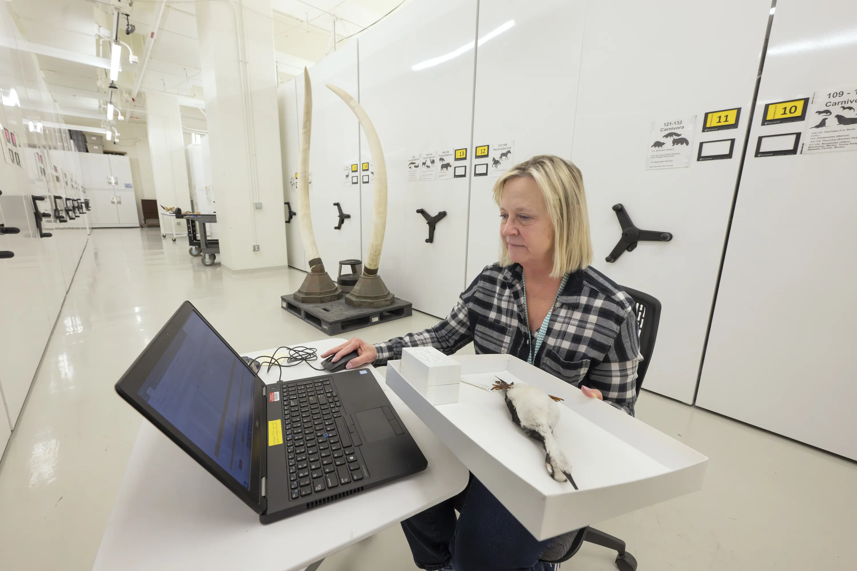 Volunteer Working in Collections