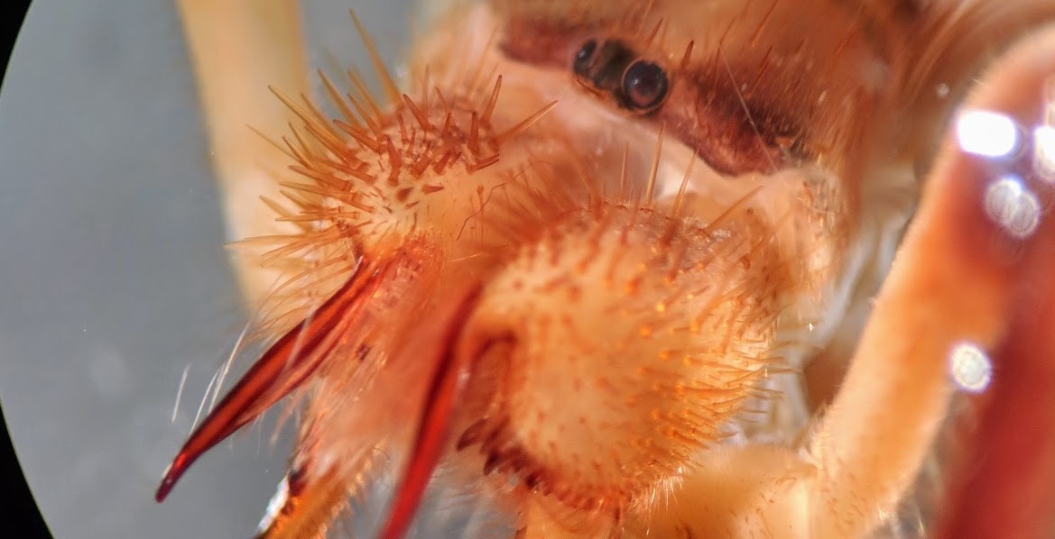 Close-up of a camel spider face. (Photo/Ryan Jones)