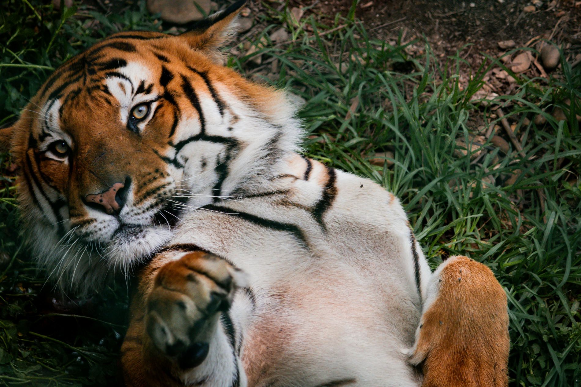 Pexels Shiro Yasha0 O 2153652841 32834261