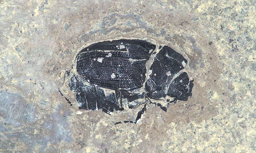 Pale cream rock with a black scarab beetle fossilized inside