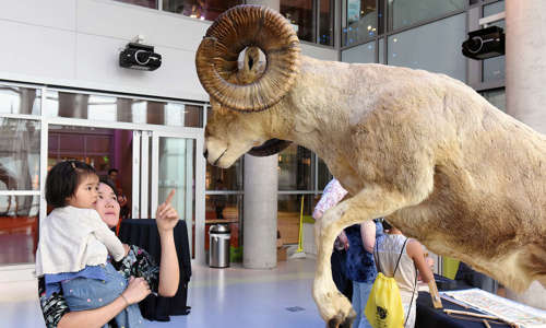 Mother And Daughter Looking At Big Horn Sheep