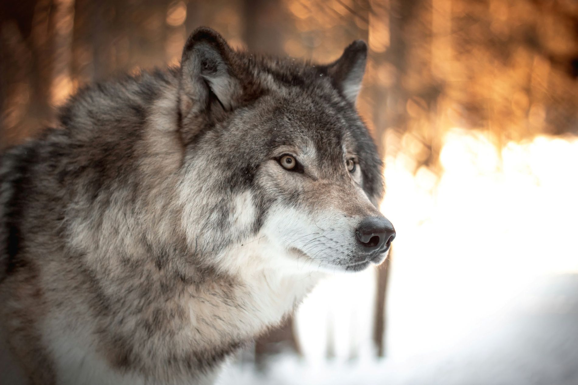 “Gray Territory” explores the tensions behind wolf reintroduction. (Photo/ Institute for Science & Policy)