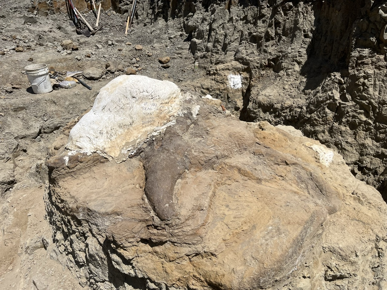 Field Picture Of Skull Large