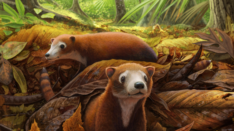 Militoconodon sits in leaf litter in prehistoric Corral Bluffs. Illustration.