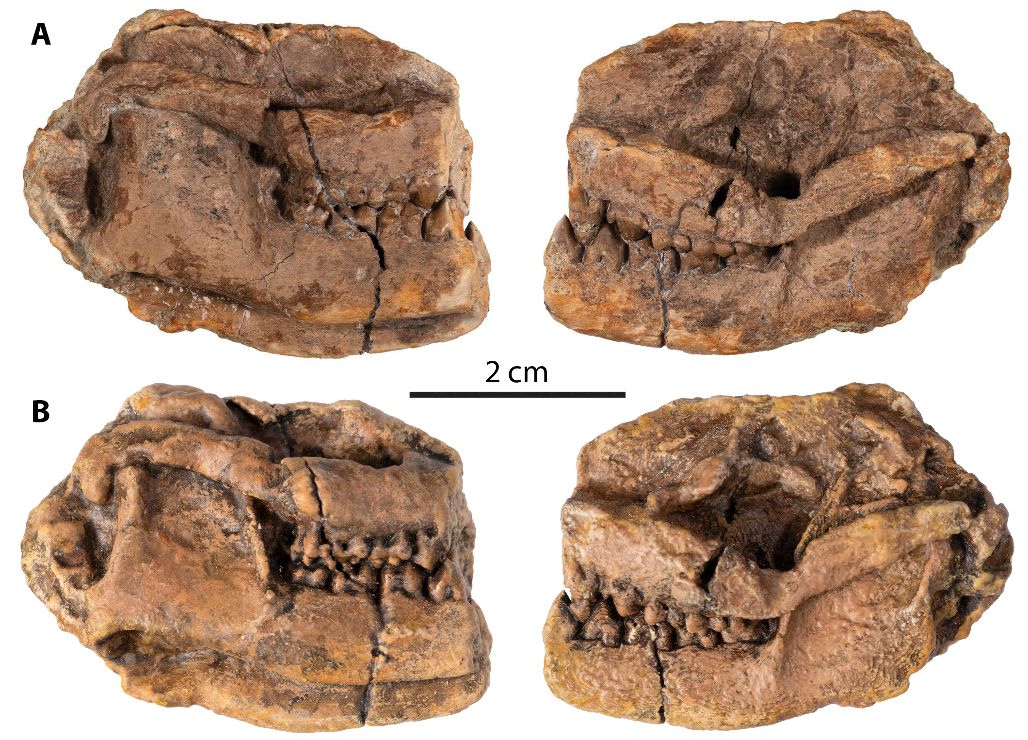 Militocodon lydae skull from the early Paleocene of the Denver Basin; A) Fossil; B) Replica on display in Japan. (Photo/Rick Wicker)