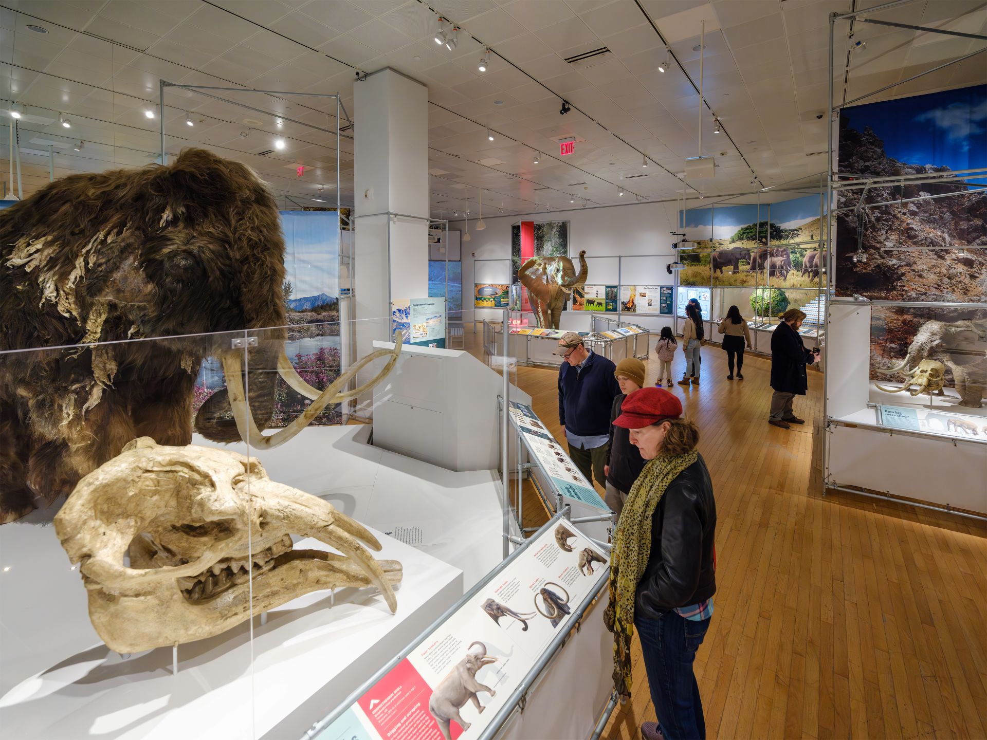 exhibit inside The Secret World of Elephants