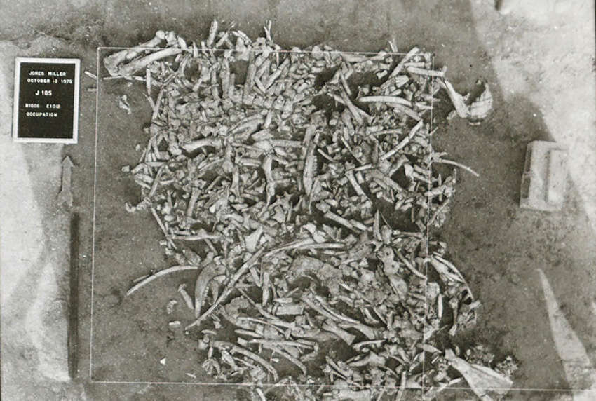 original black and white photograph of piles of bones from the Jones Miller site in 1975