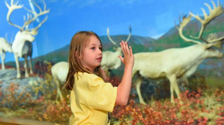 a student looks at a diorama of north american wildlife, pressing her hand to the glass