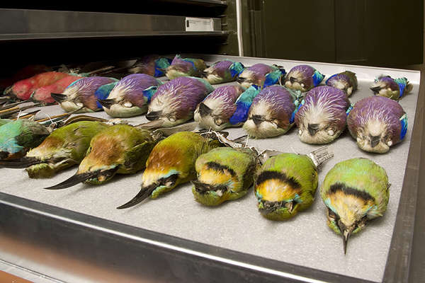 Birds in a drawer