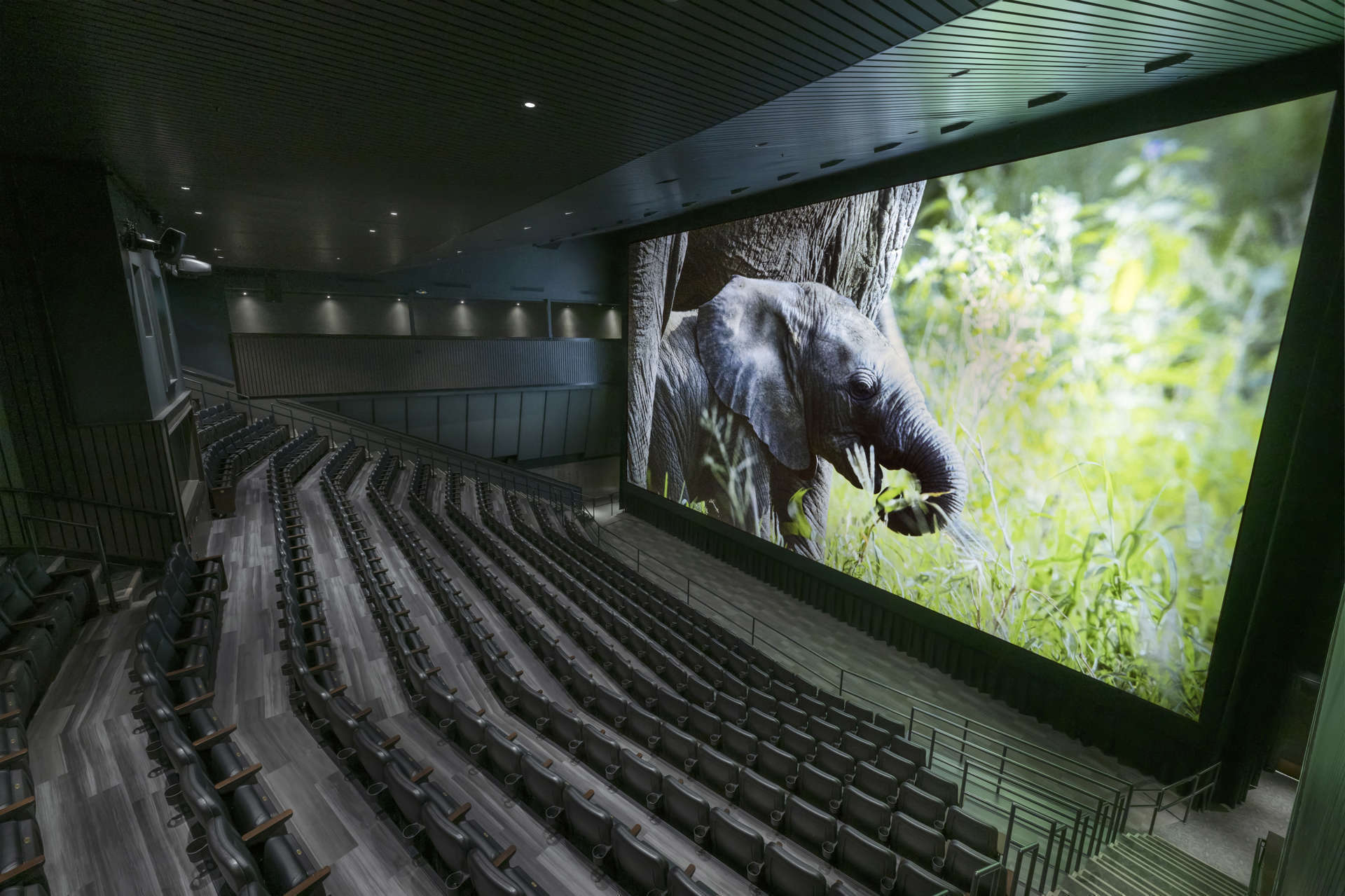Infinity Theater With Elephant On The Screen