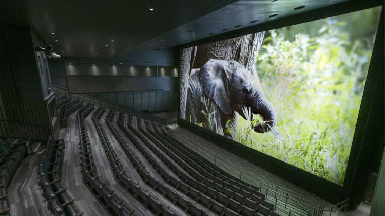 Infinity theater with elephant on screen