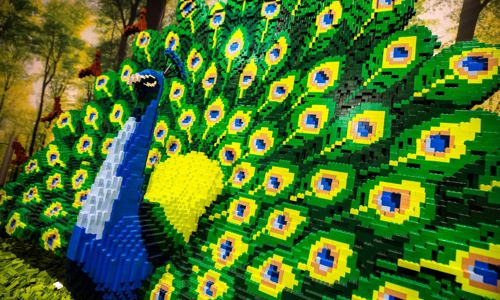 Peacock exhibit in exhibition