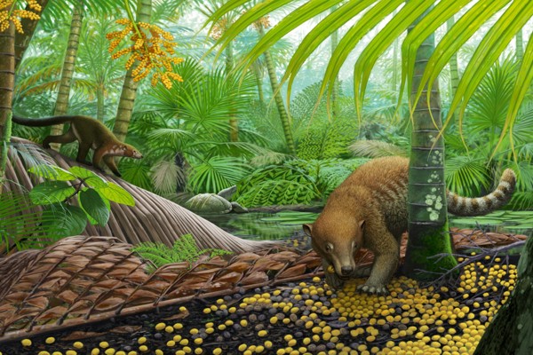 A reconstruction of the “palm world” – forests were dominated by palms for the first ~300,000 years after the asteroid impact.  Here, Loxolophus forages for palm seeds while another unnamed/undescribed mammal crawls down a palm frond. A pond turtle, Hoplochelys, looks on in the distance. 