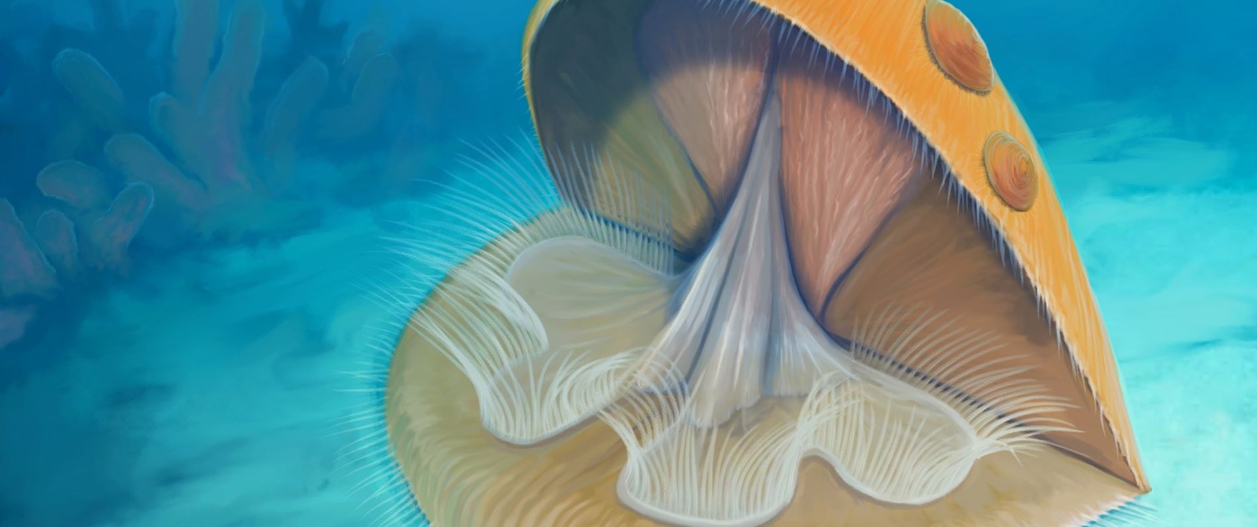 Reconstruction Of Rafinesquina While Feeding