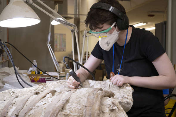 Person prepping a fossil