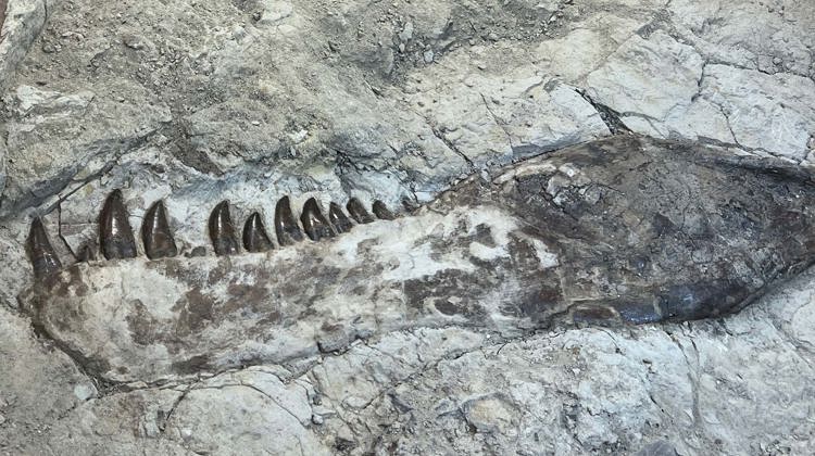 Lower jaw of T. Rex exposed in cast 