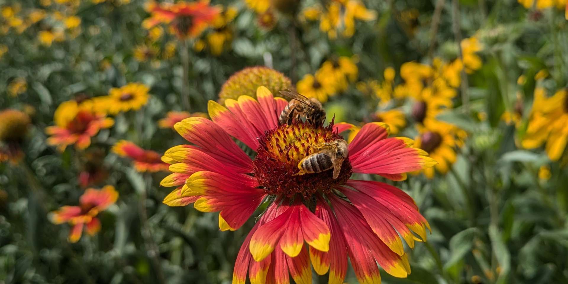 Bees Flowers