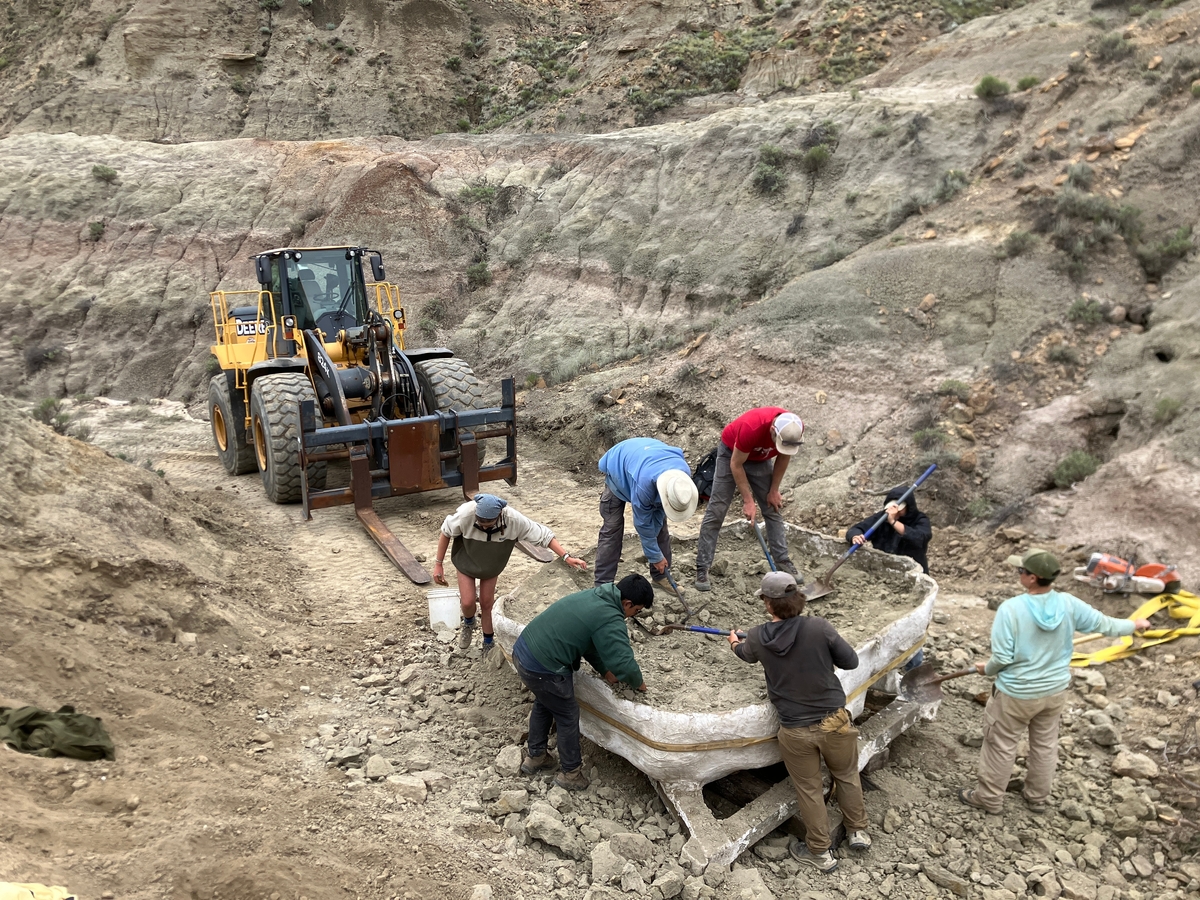 Paleontologists thin rock after jacket flip.