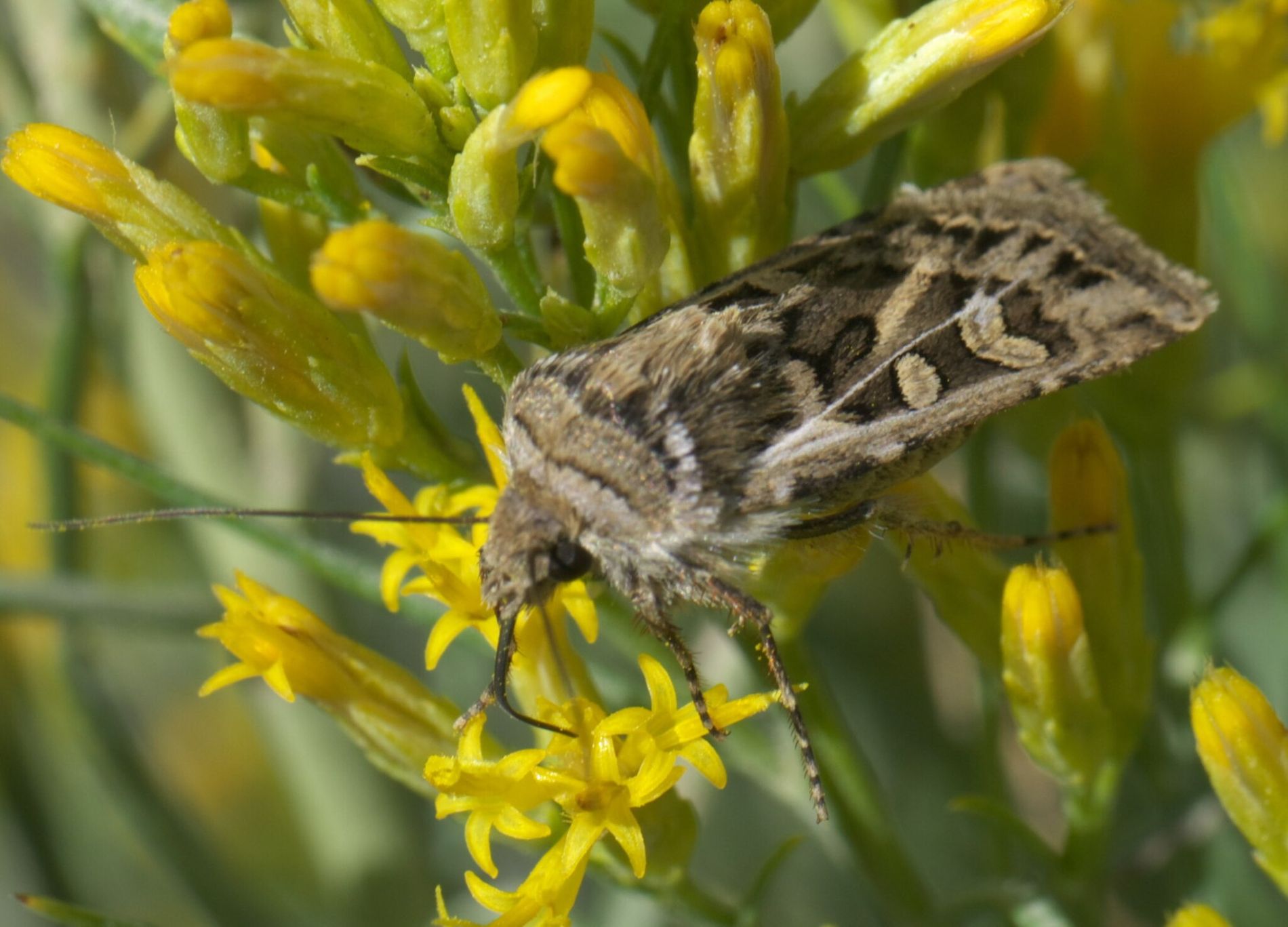 2048Px Euxoa Auxiliaris P1510990a loading=