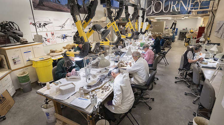 Volunteers working in the Fossil Preparation Lab