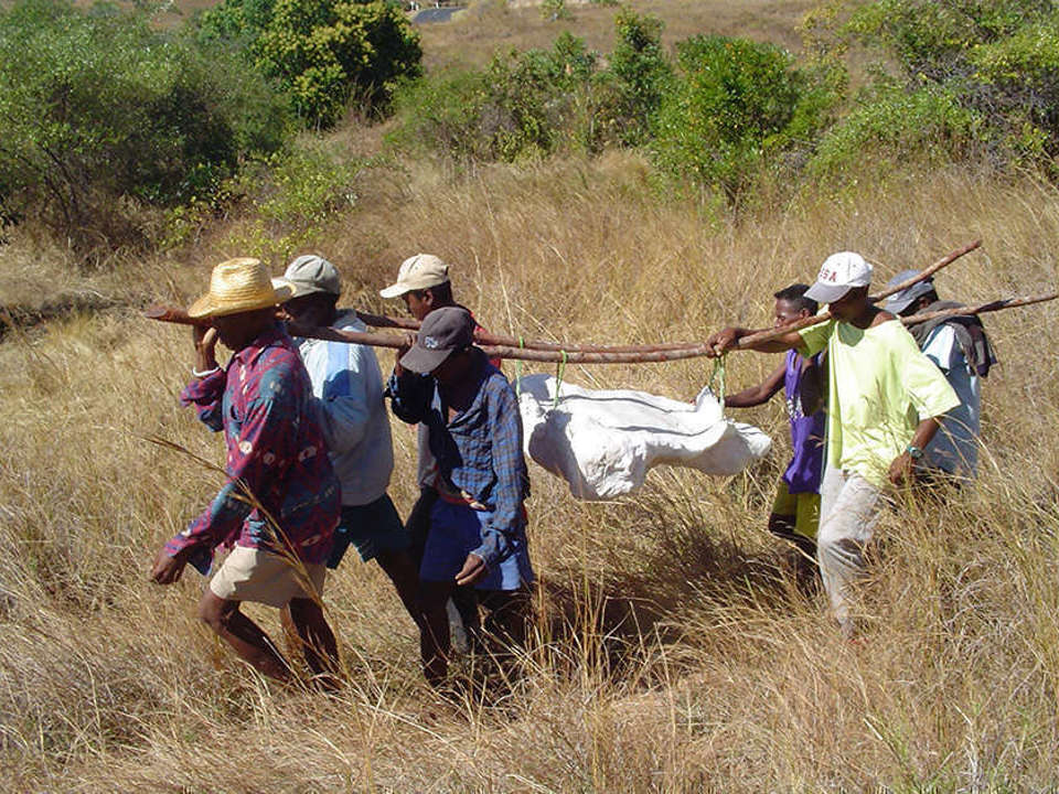 a group of people walking a plaster cast out of the field by balancing it with sticks on their shoulders