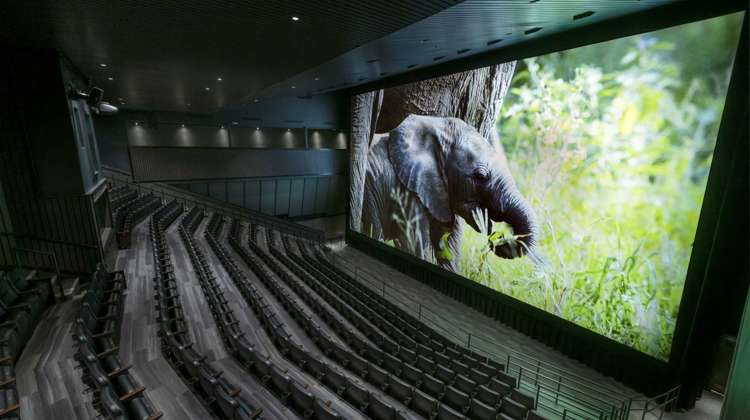 Infinity theater with elephant on screen