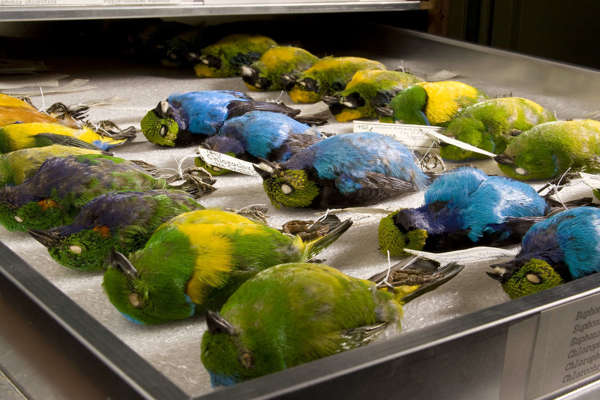 Three Rows of green and blue bird specimens