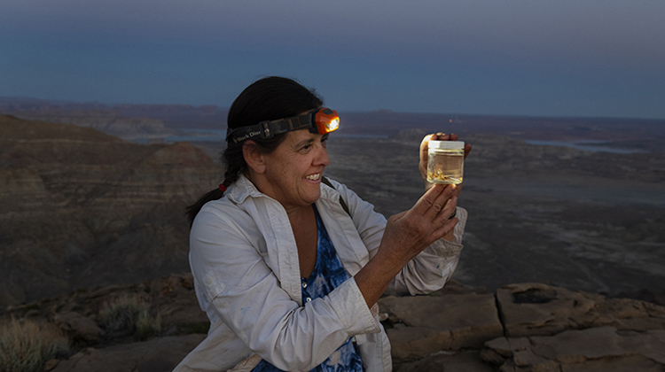 Dr. Paula Cushing studies a captured arachnid specimen by head torch out in the field.