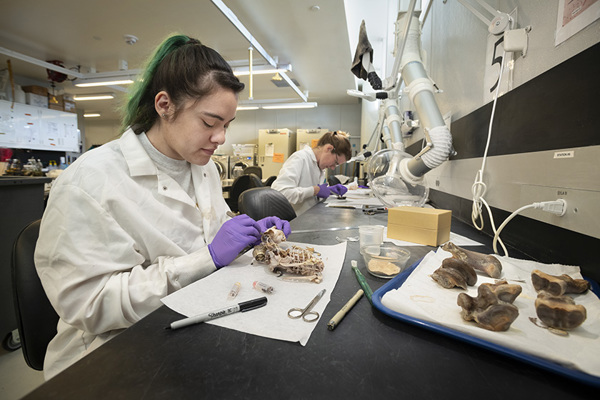 woman in white lab coat preparing a skeleton of a small animal