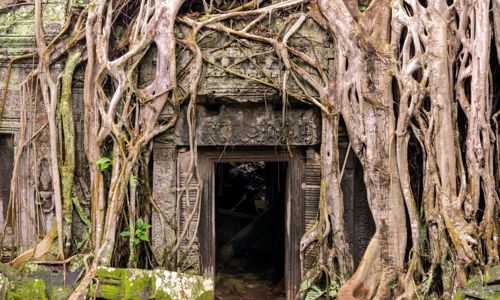 Strangler Fig in Ta Prohm