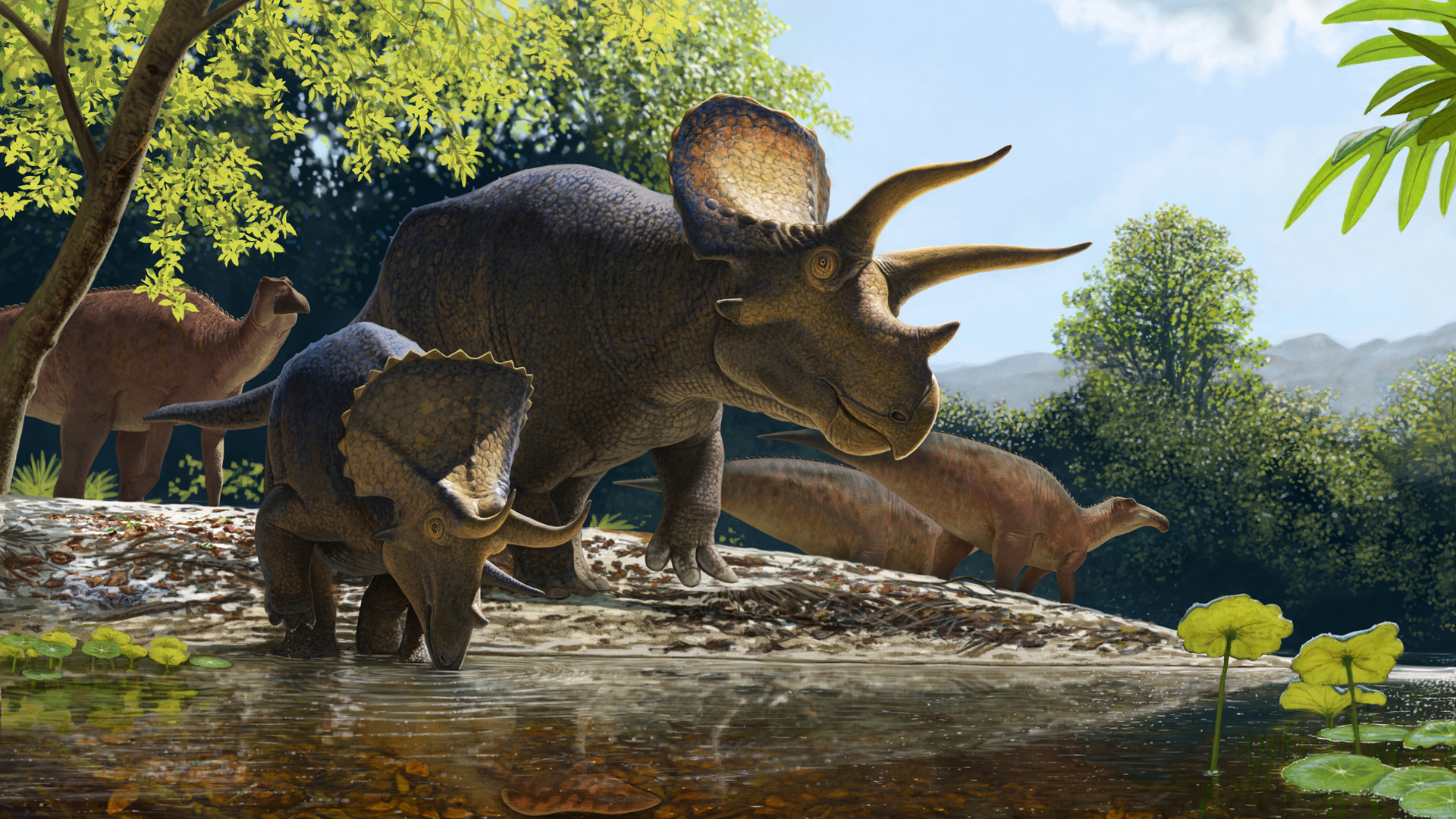 Highlandsranch Triceratops (1) 1901X1155 5B1355f (1)