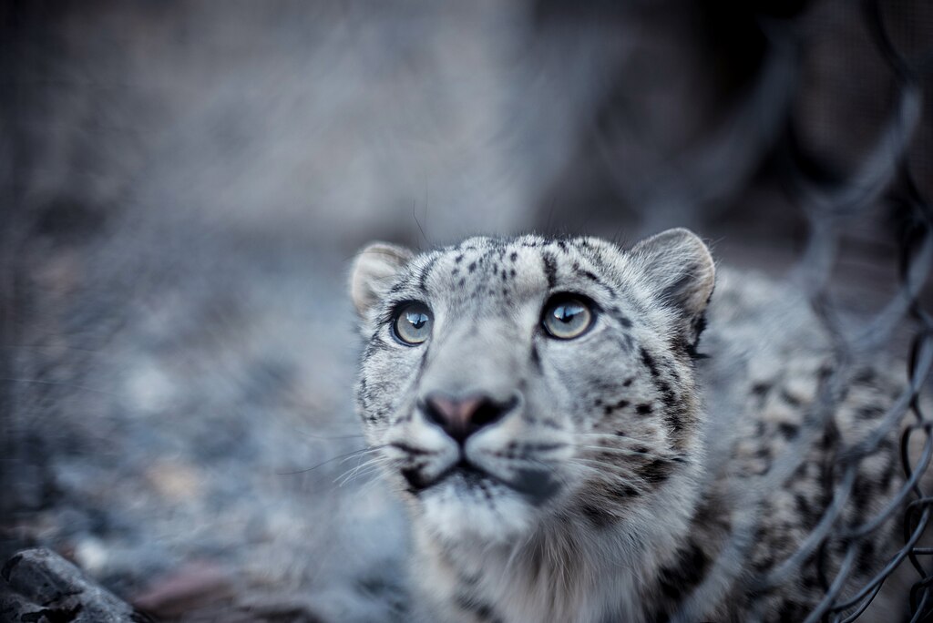 The Snow Leopard