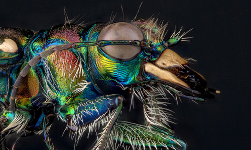 extreme close up of the insect Cicindela Limbalis, with bright rainbow skin and a large eye