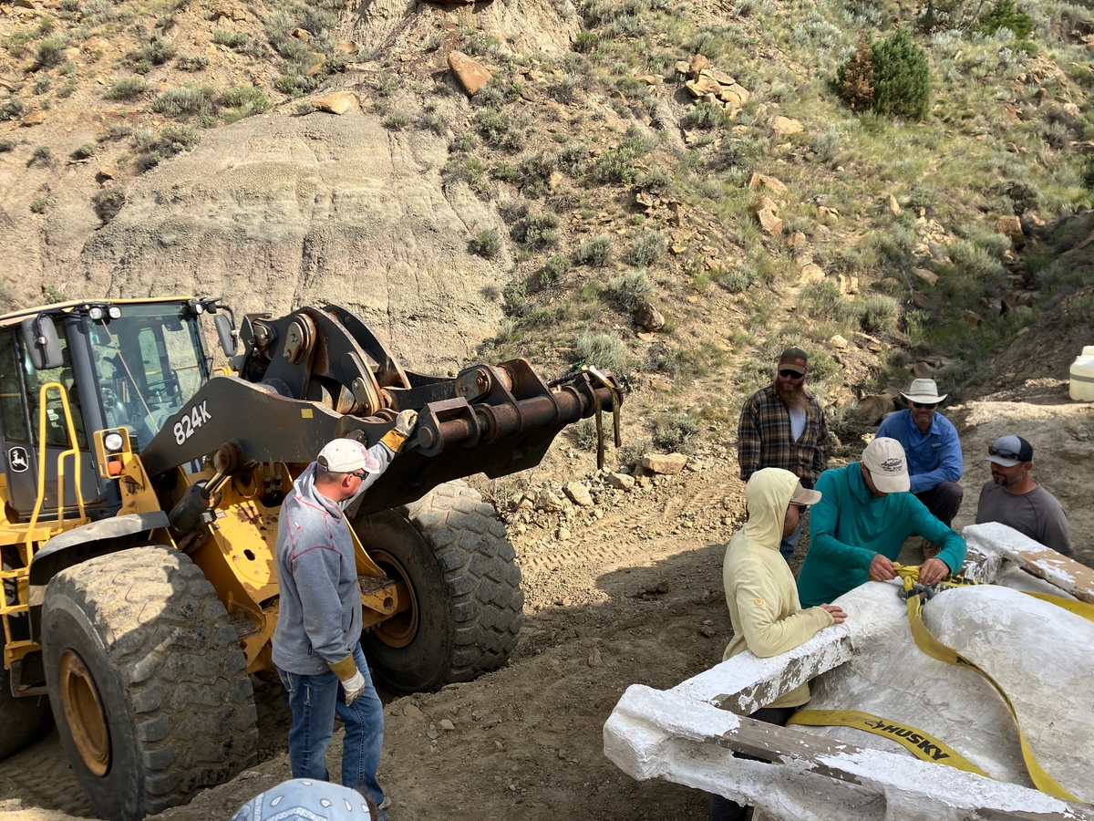 The team setting up straps and preparing to flip the fossil