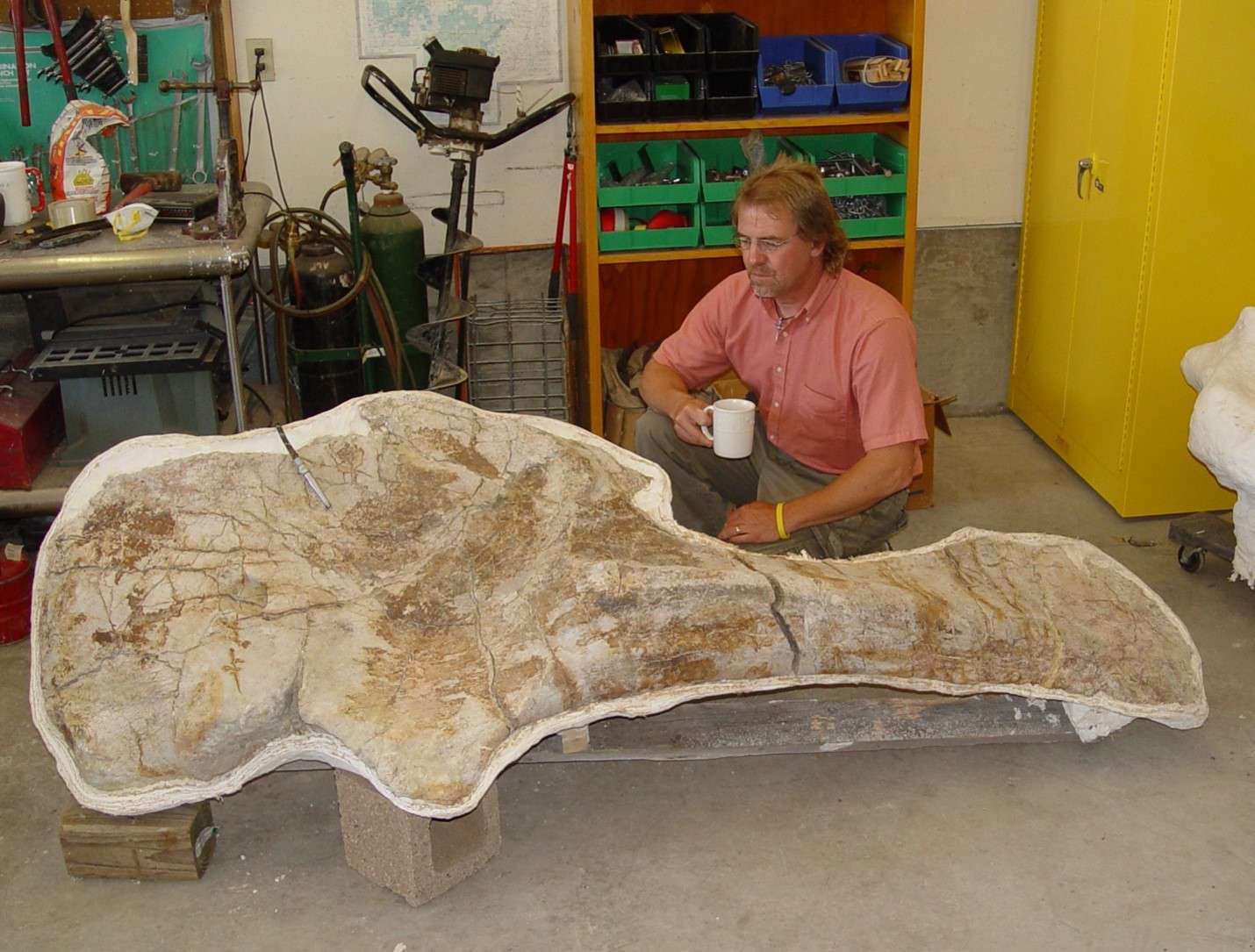 A man is kneeling behind a seven-foot Apatosaurus scapula while looking at it.