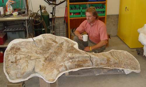 A man is kneeling behind a seven-foot Apatosaurus scapula while looking at it.